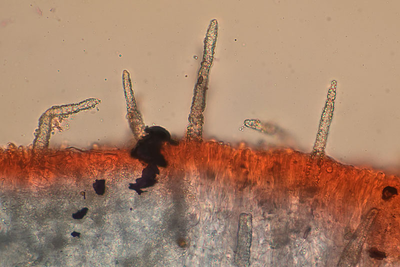 Phanerochaete velutina